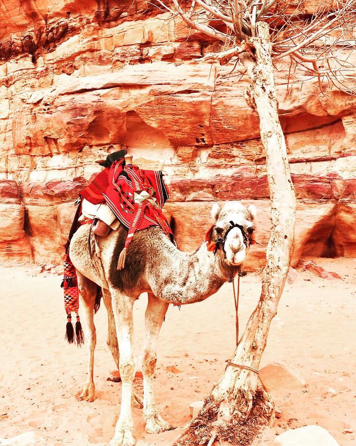 Wadi Rum Light Camp Exteriér fotografie